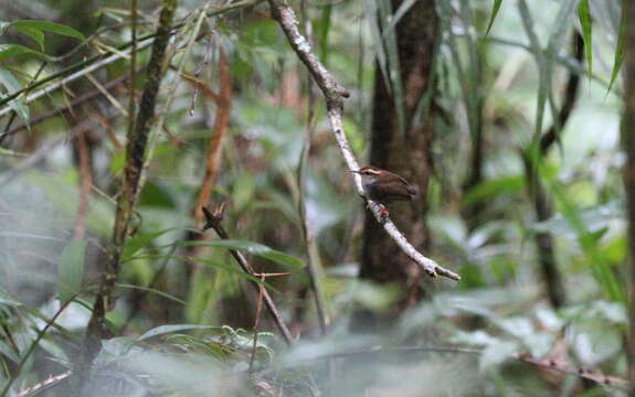 Image of Bornean Stubtail