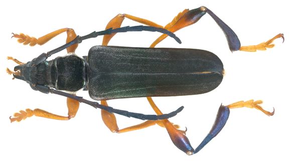 Image of <i>Gauresthes rufipes</i> Bates 1889