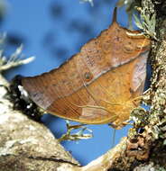 Imagem de <i>Charaxes <i>varanes</i></i> varanes