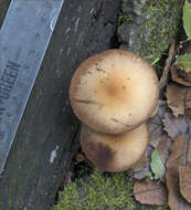 Image of Psathyrella piluliformis (Bull.) P. D. Orton 1969