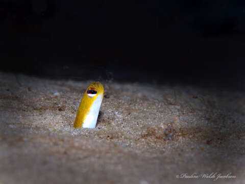 Image of Yellow Garden Eel