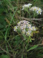 Plancia ëd Turczaninowia fastigiata (Fisch.) DC.