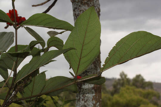 Imagem de Erythrina edulis Micheli