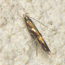 Image of Cosmopterix nitens Walsingham 1889