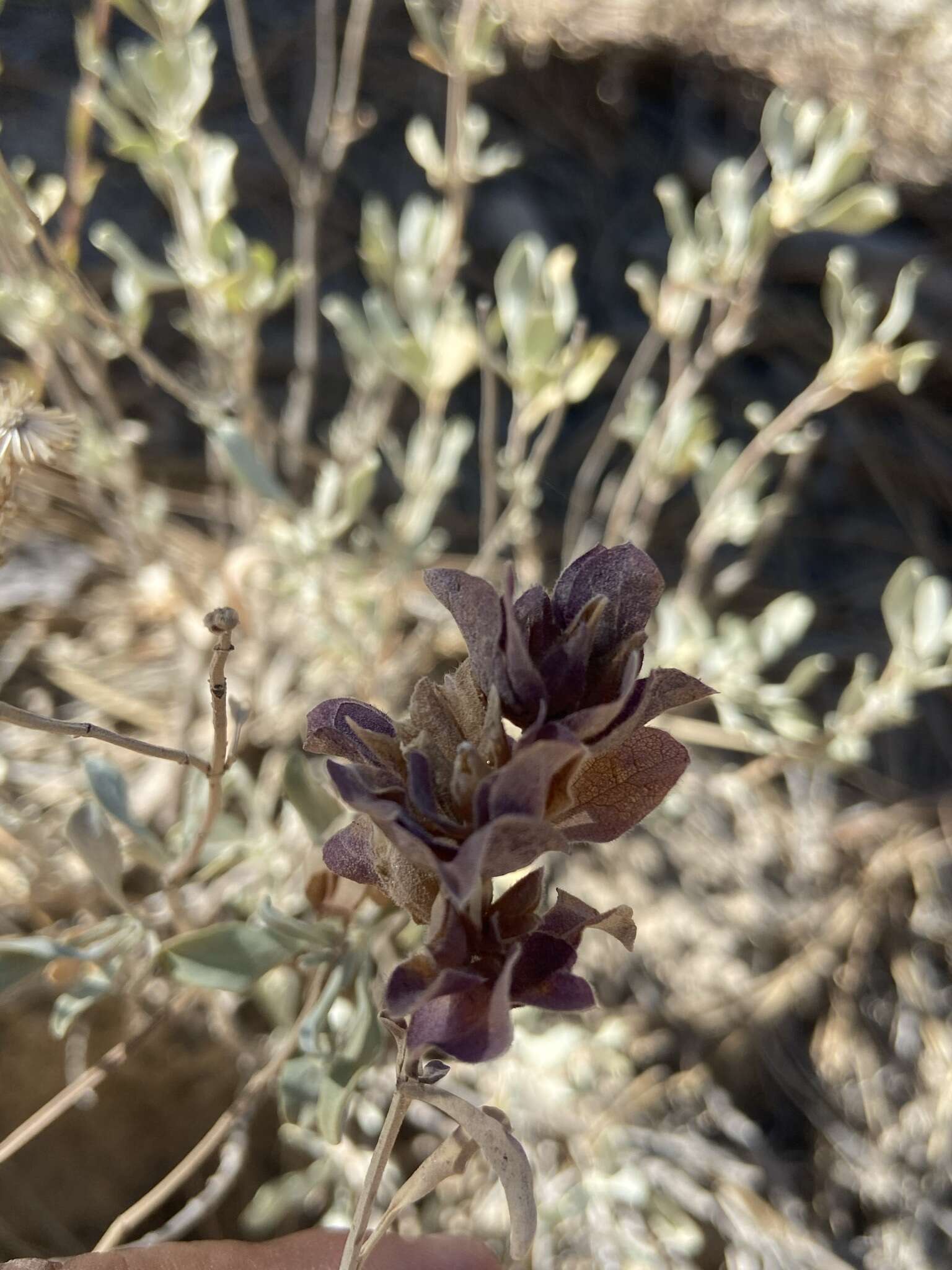 Sivun Salvia pachyphylla subsp. meridionalis R. M. Taylor kuva