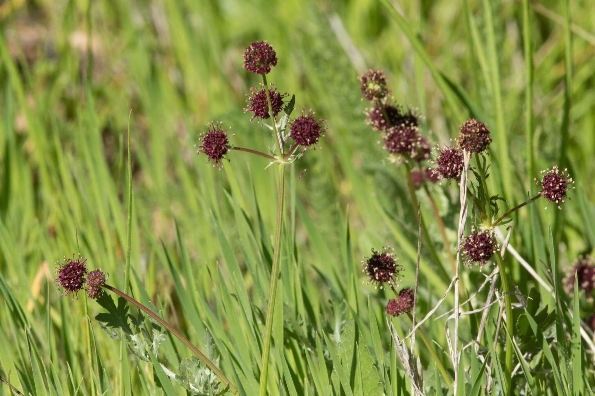 Image of purple sanicle