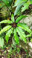 Image of Begonia carolineifolia Regel