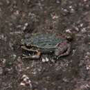 Imagem de Leptodactylus myersi Heyer 1995