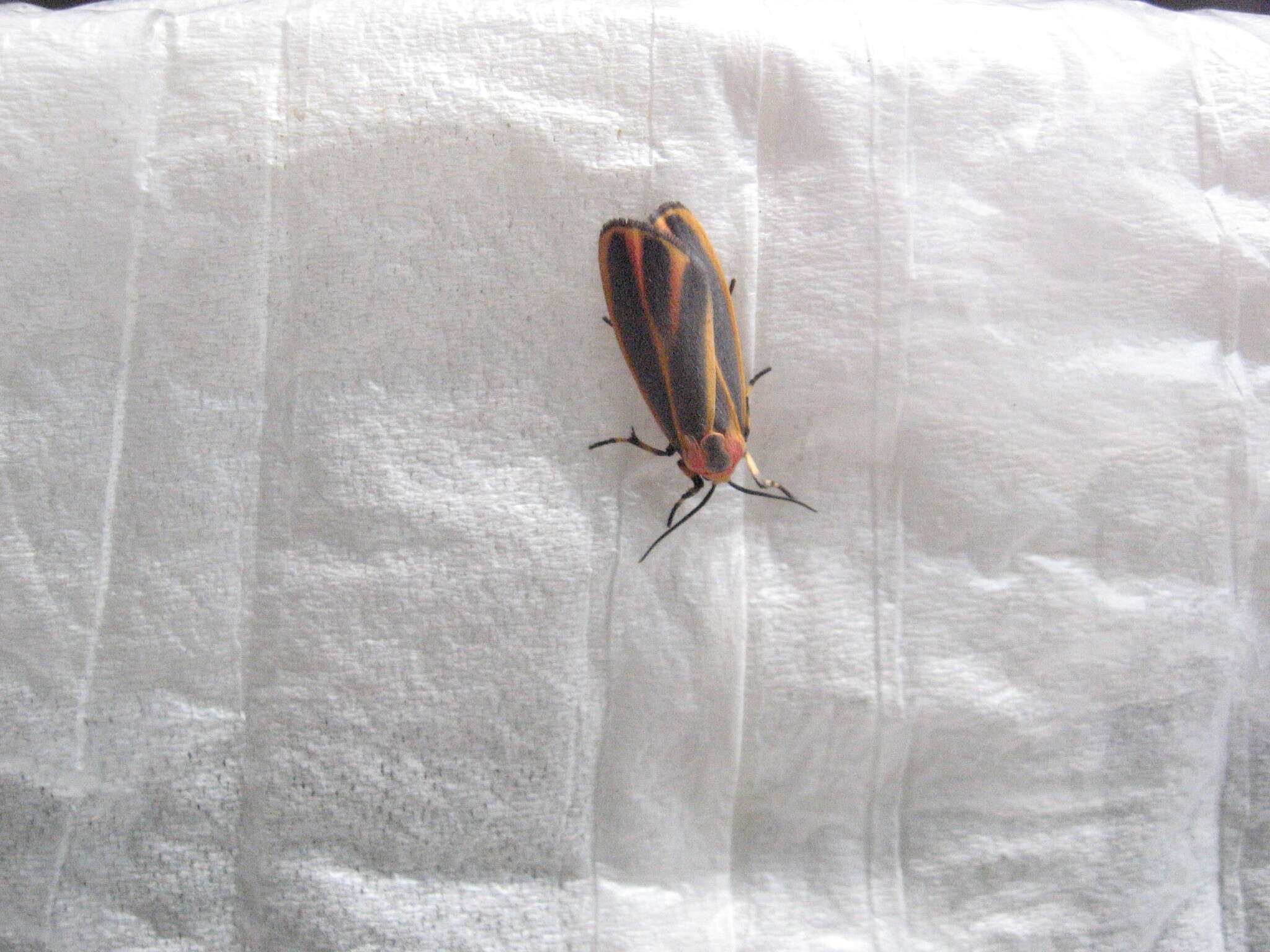 Image of Painted Lichen Moth