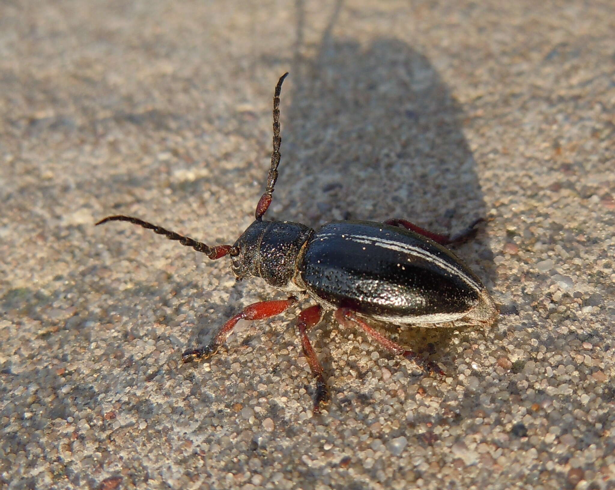 Image of Dorcadion (Cribridorcadion) pedestre (Poda 1761)