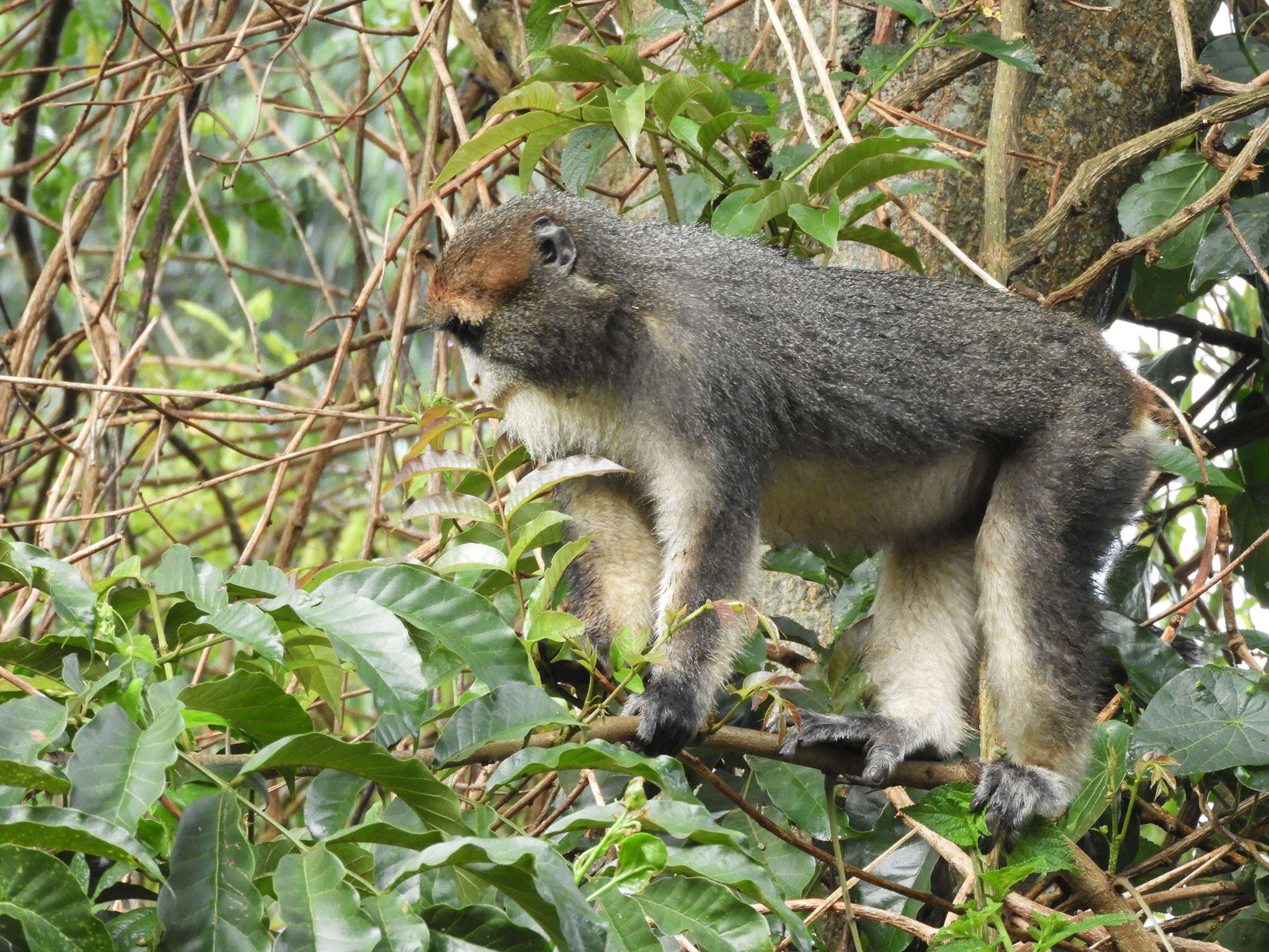 Image of De Brazza's Guenon