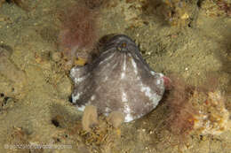 Image of Fissurellidea patagonica (Strebel 1907)