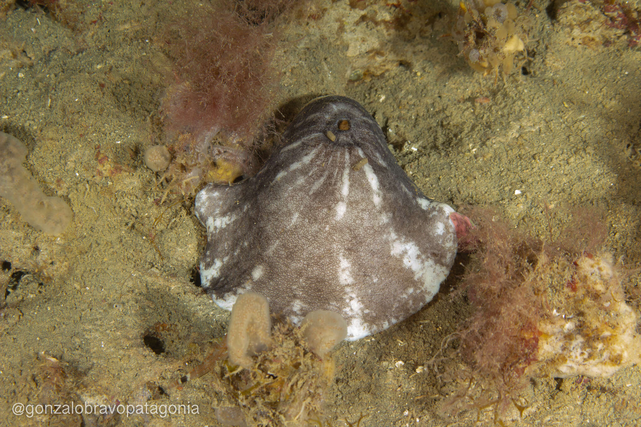 Image of Fissurellidea patagonica (Strebel 1907)