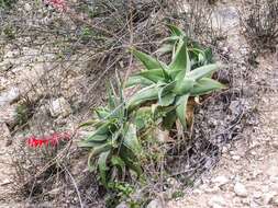 Image of Aloe viguieri H. Perrier