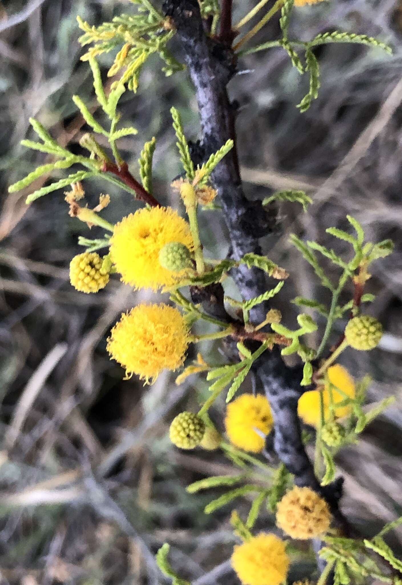 Vachellia vernicosa (Britton & Rose) Seigler & Ebinger resmi