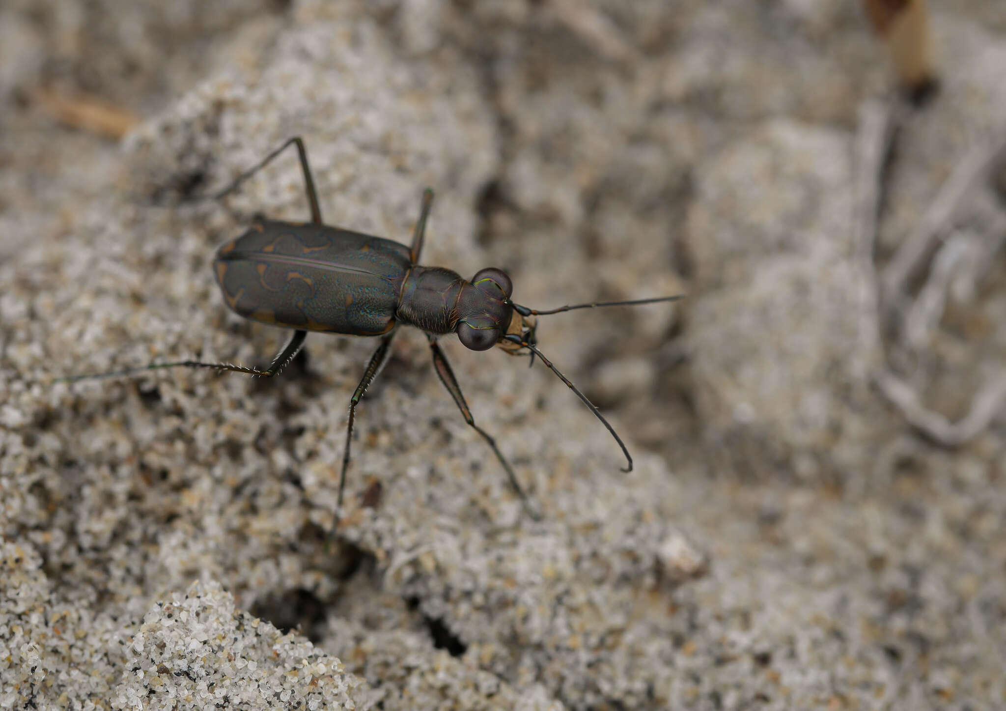 Plancia ëd Cicindela (Cicindelidia) trifasciata sigmoidea Le Conte 1851