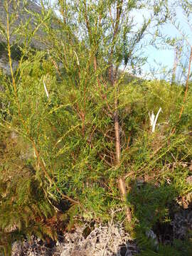 Image of Empleurum unicapsulare (L. fil.) Skeels