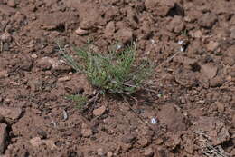 صورة Astragalus brandegeei (Rydb.) Porter