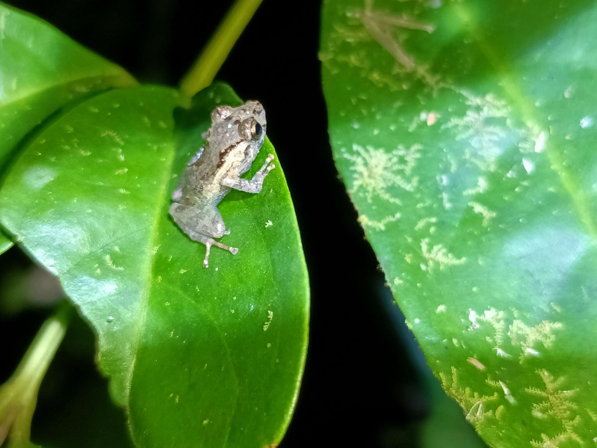 Image of Pristimantis platydactylus (Boulenger 1903)