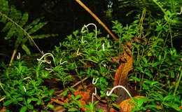 Image of fourleaf peperomia