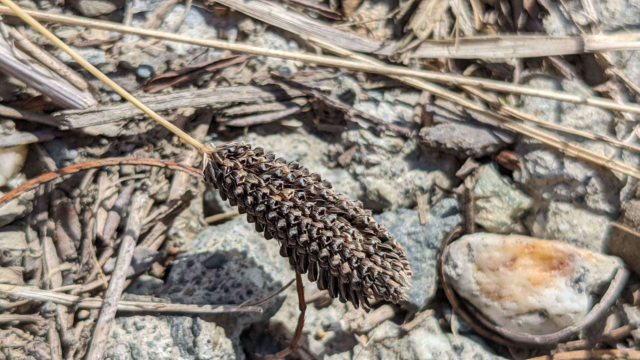 Plancia ëd Chloris pilosa Schumach.