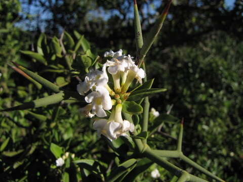 Image de Carissa haematocarpa (Eckl.) A. DC.