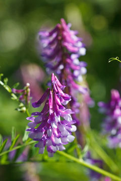 Image of bird vetch