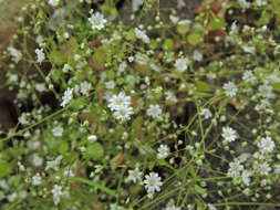 Image of Drymaria gracilis subsp. carinata (Brandeg.) Duke