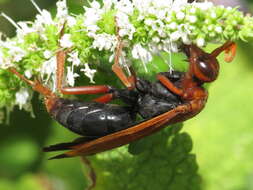 صورة Hemipepsis mauritanica (Linnaeus 1767)