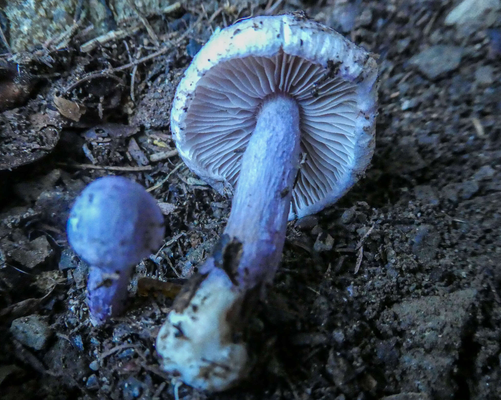 Image of Inocybe violaceocaulis Matheny & Bougher 2005