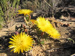 صورة Lampranthus glaucus (L.) N. E. Br.