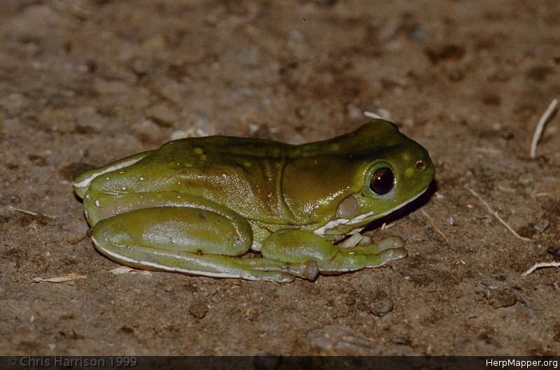 Imagem de Ranoidea caerulea (White 1790)