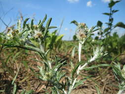 Image of Low cudweed