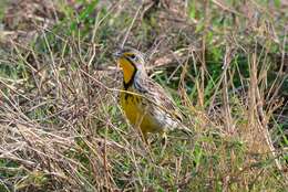 Image of Pangani Longclaw