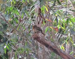 Image of Crescent-chested Puffbird