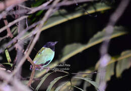 Image of Hooded Pitta