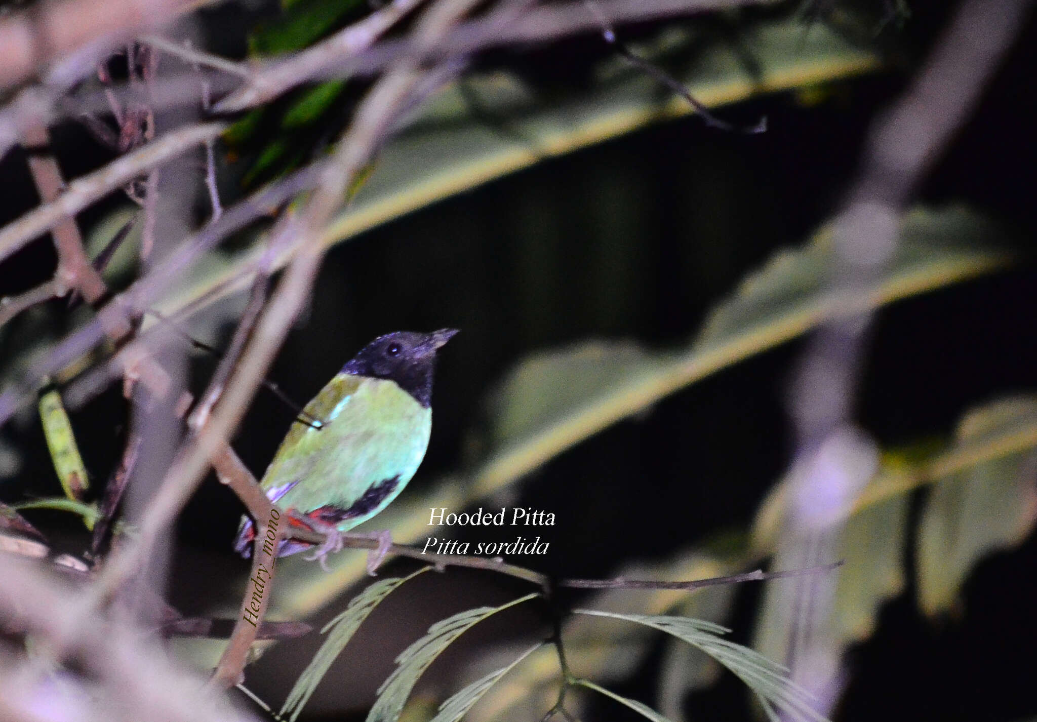 Image of Hooded Pitta