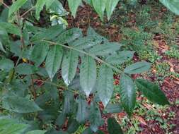 Rhus copallina L. resmi