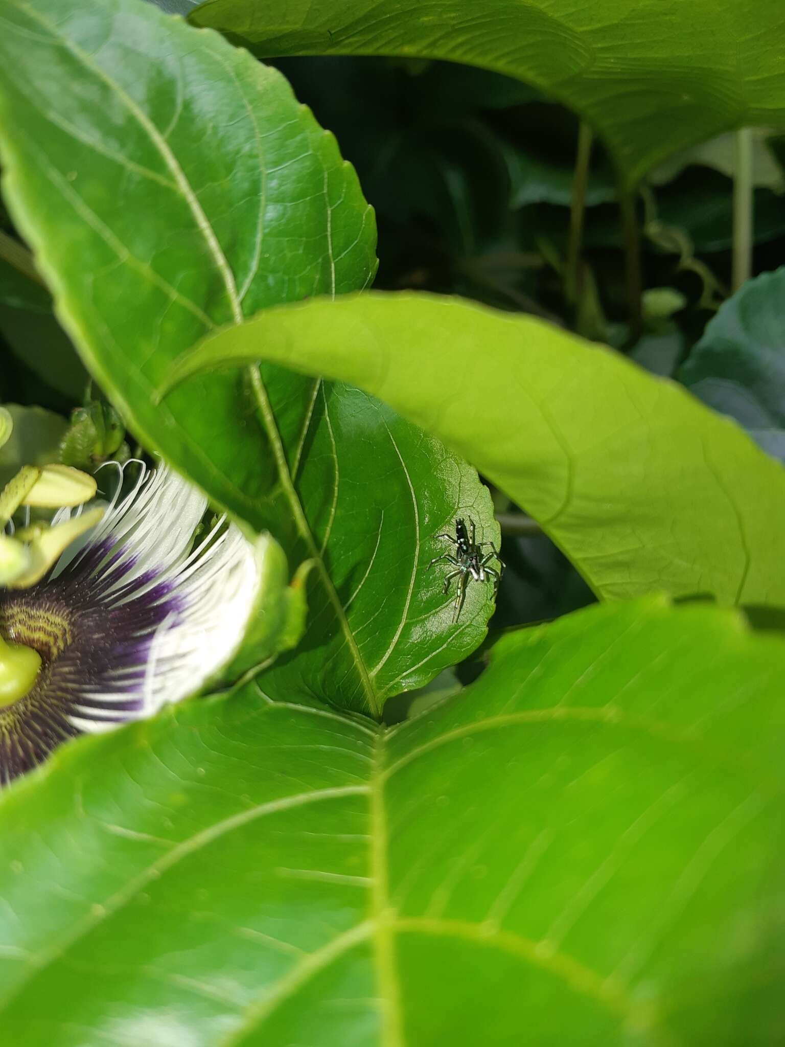 Image of Cosmophasis valerieae Prószyński & Deeleman-Reinhold 2010