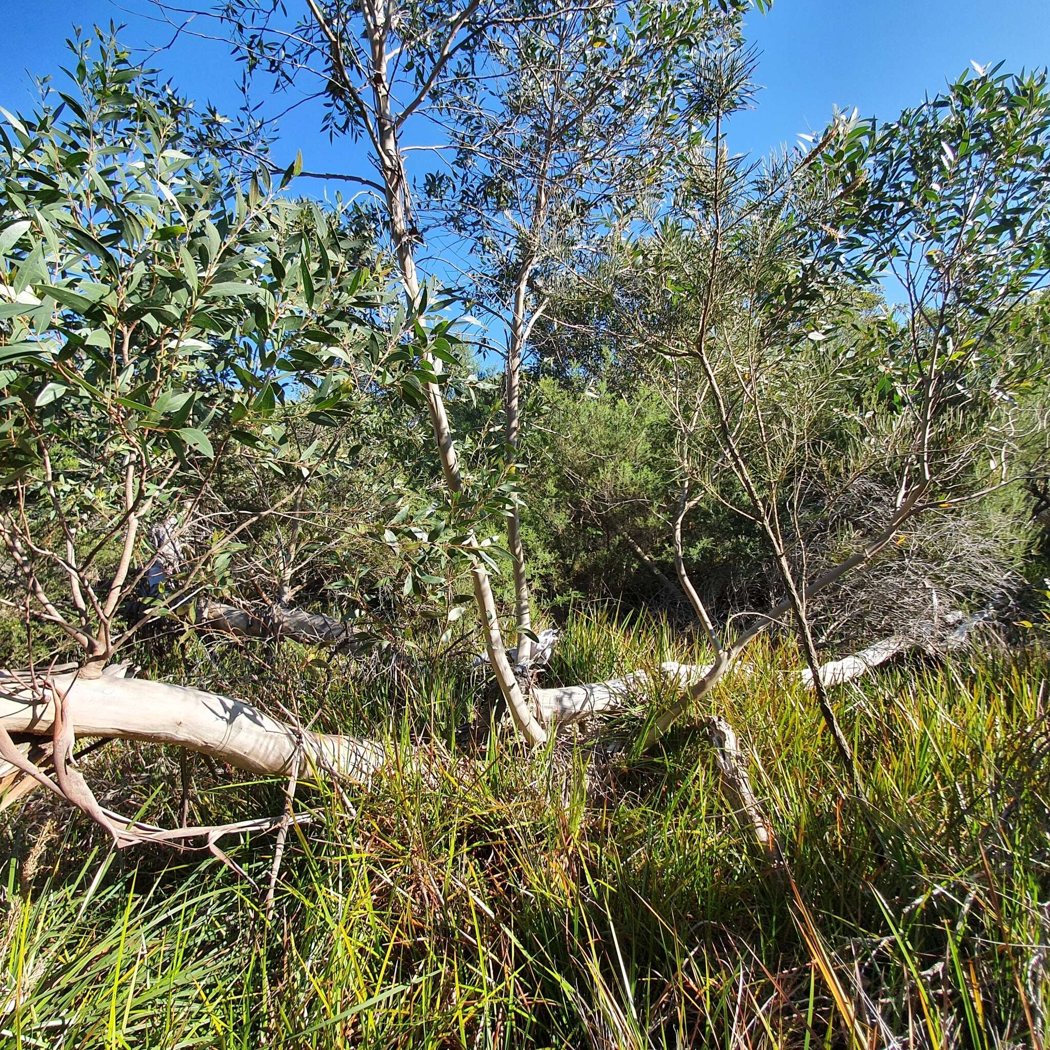 Image of Port Jackson mallee