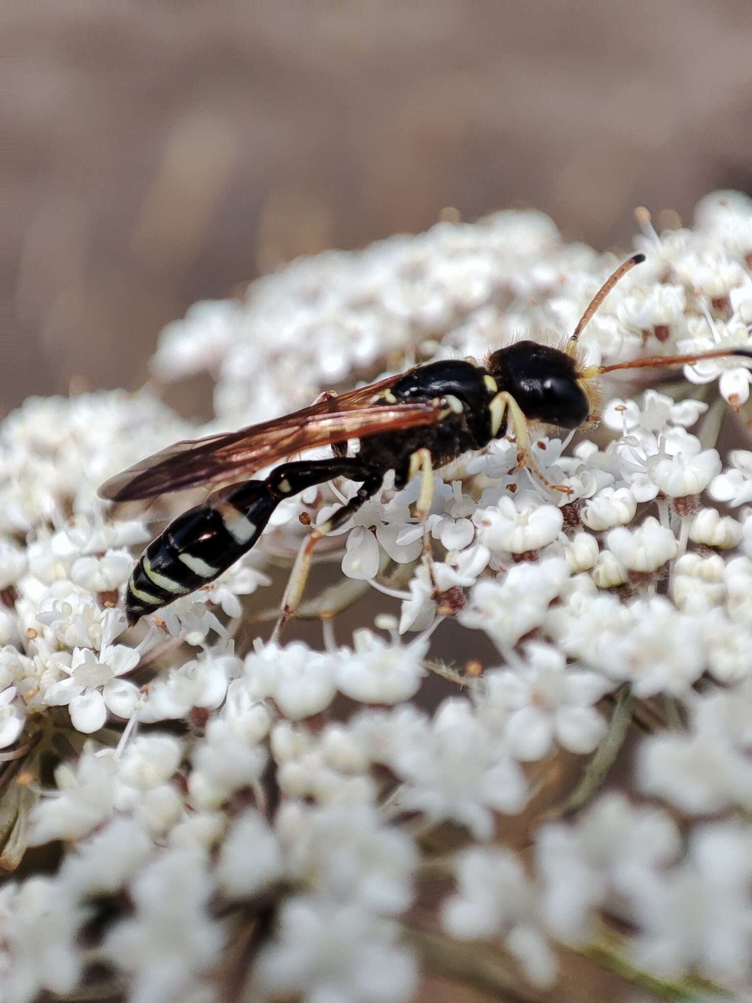 Imagem de Trachypus denticollis Spinola 1851