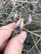 Sivun Astragalus crassicarpus var. paysonii (E. H. Kelso) Barneby kuva