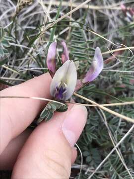 Imagem de Astragalus crassicarpus var. paysonii (E. H. Kelso) Barneby