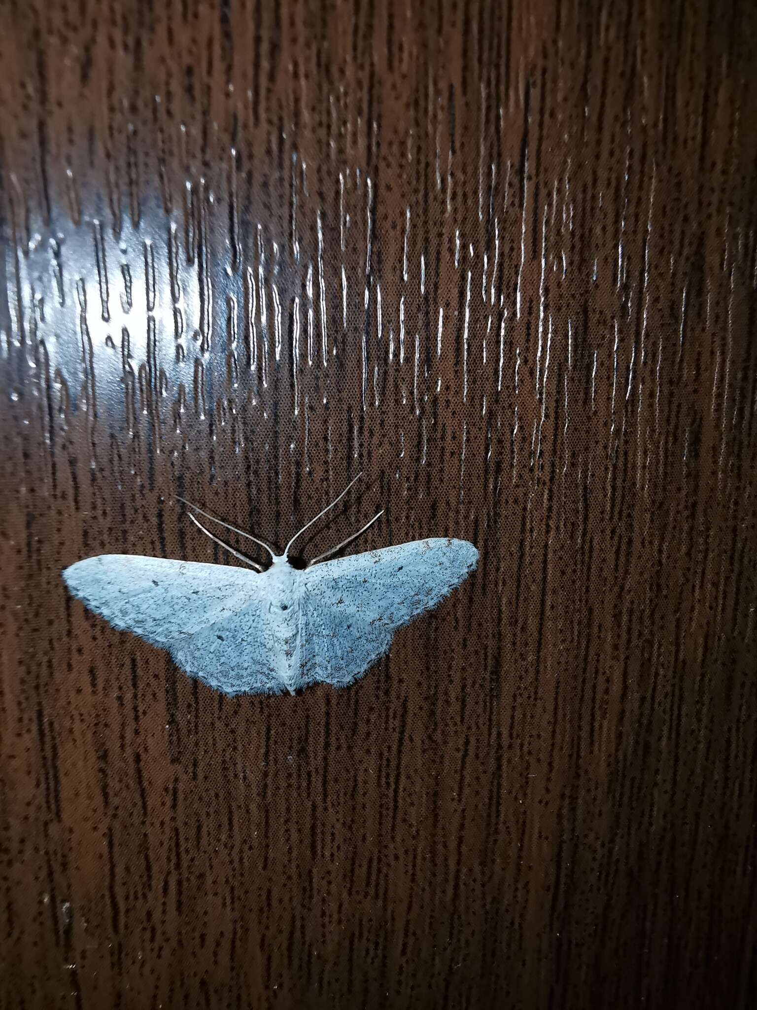 Image of Idaea metohiensis Rebel 1900