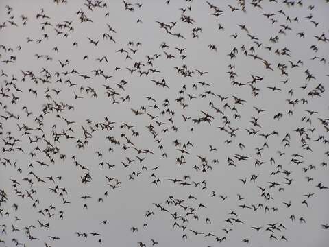 Image of Tadarine Free-tailed Bats