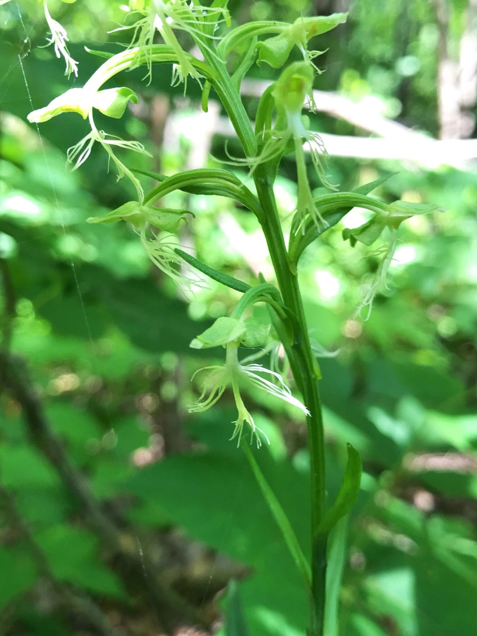 Platanthera lacera (Michx.) G. Don resmi