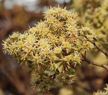 صورة Tarchonanthus camphoratus L.