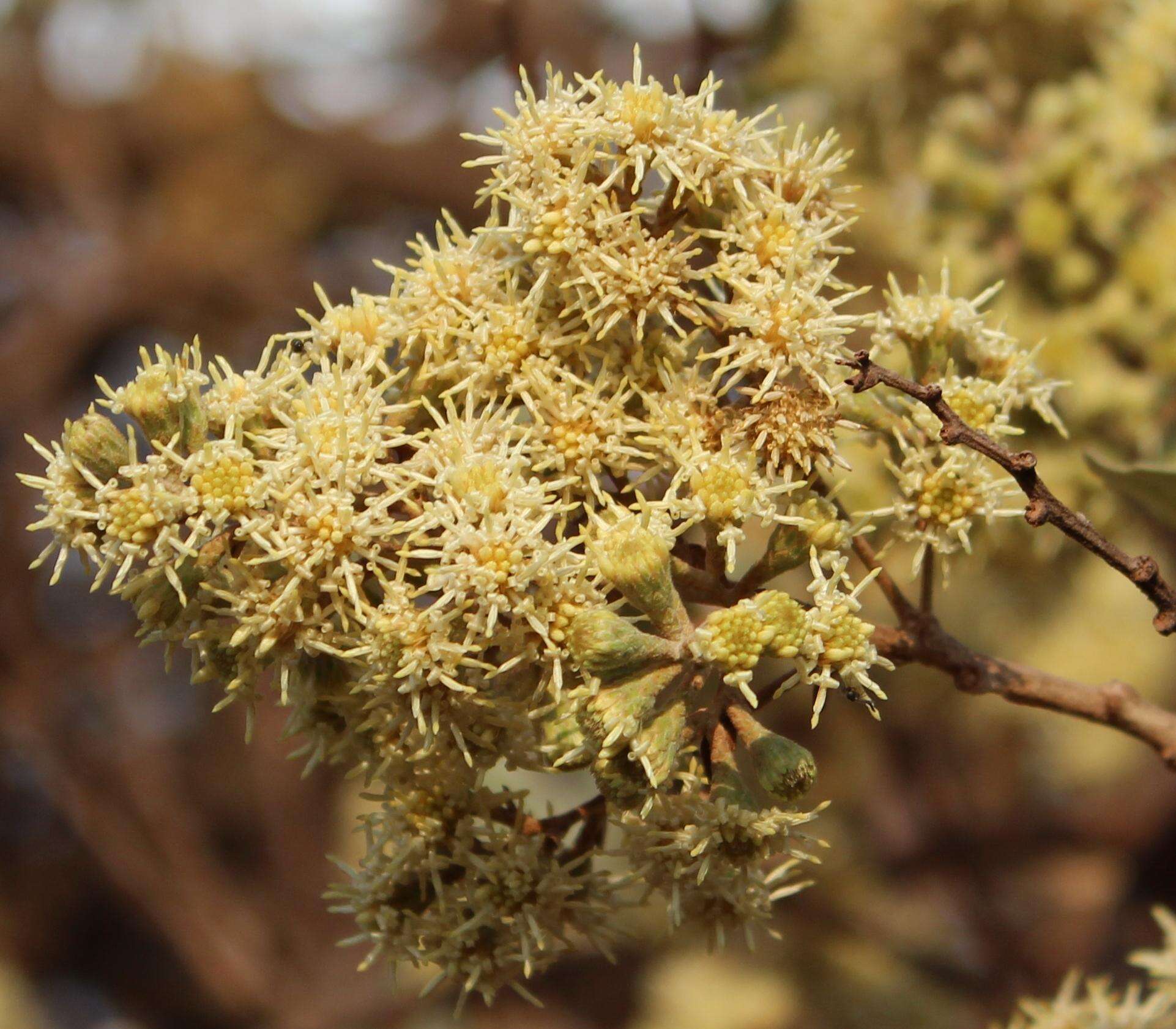 صورة Tarchonanthus camphoratus L.