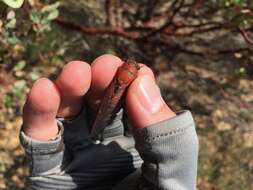 Okanagana arctostaphylae Van Duzee 1915 resmi