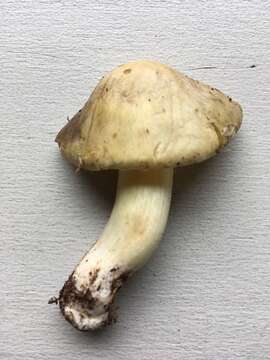 Image of Tricholoma sejunctum (Sowerby) Quél. 1872